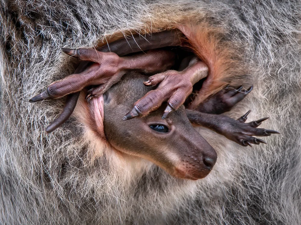This photo shows a baby wallaby trying to settle into the warm security of its mother’s pouch. However, as it’s grown quite a bit, the little one faces some challenges fitting inside, with its long hind legs sticking out in a funny attempt to snuggle in. After several tries and with persistence, it finally managed to get comfortable.