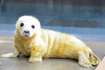 “No, we don't cuddle the seals,” says the Zoo's Rebecca Sturniolo says. “As cute and cuddly as they are, they are pretty feisty."