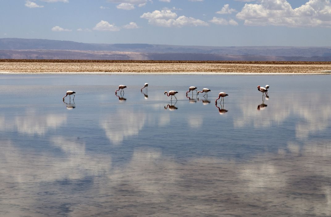 Flamingos at Salar de Atacama