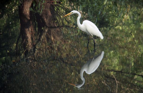 Reflection of the Great Egret thumbnail