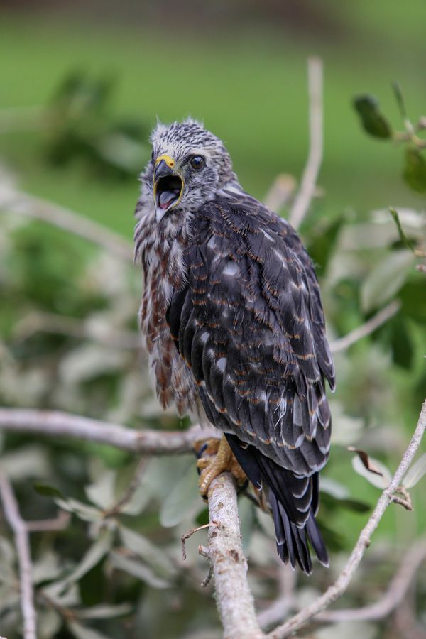 The Cry to Fly thumbnail