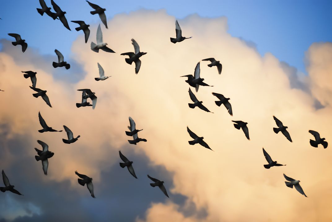 Image of pigeons flying against a blue sky and clouds.