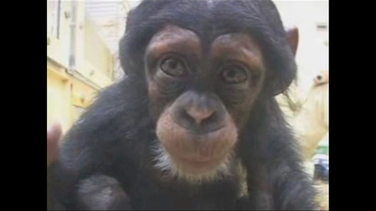 Preview thumbnail for How Chimpanzees Learn