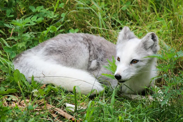 Arctic Fox in the Summer thumbnail