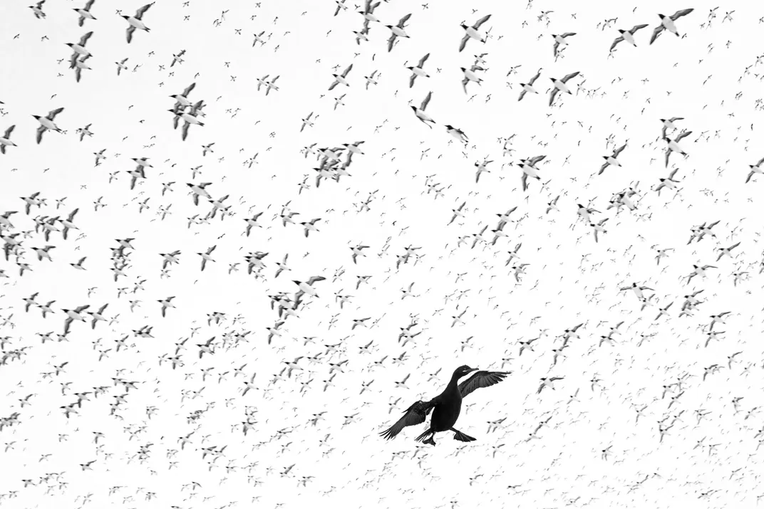 flying birds dot the entire sky in black and white, as a larger seabird spreads its legs and wings in the foreground to land