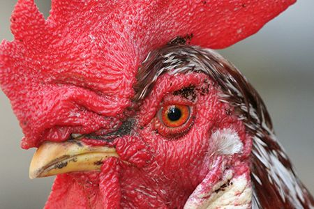 Roosters have an internal circadian rhythm, which keeps them crowing on schedule even when the lights are turned off.