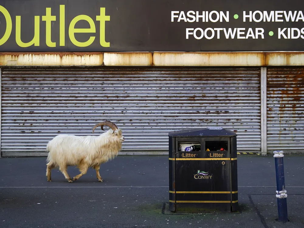 Goat in front of shuttered outlet store on street