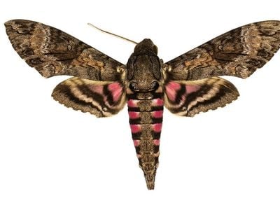 The National Museum of Natural History’s Lepidoptera collection holds up to half of the world's species of hawk moths, important pollinators for many wild ecosystems. There are over 1450 species of hawk moths in total on Earth. (Smithsonian)