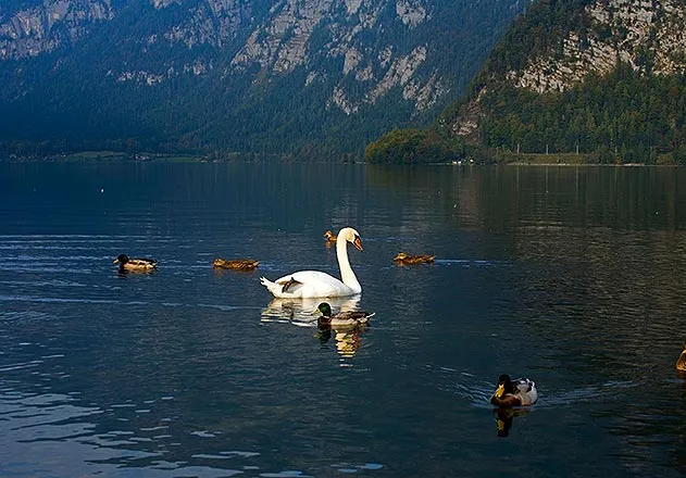 Swan Hallstatter See Austria