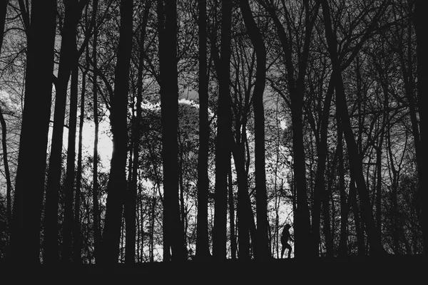 Hiker in the Woods thumbnail