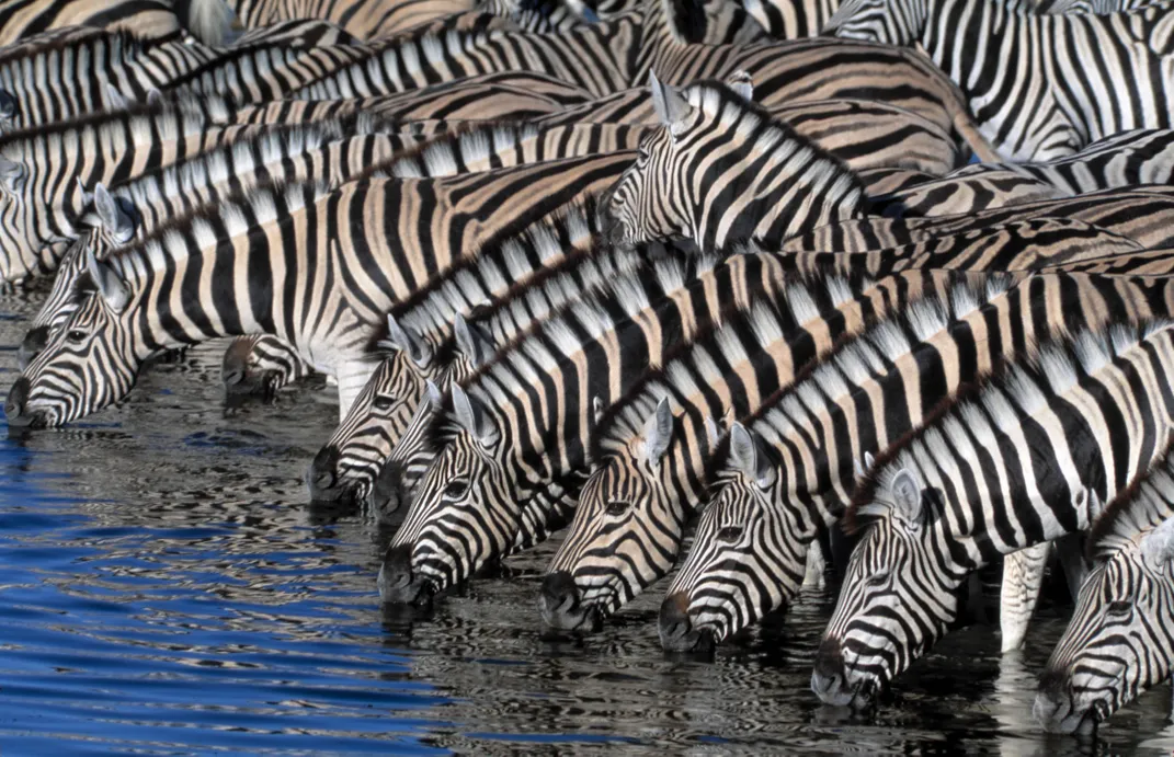 Zebras at a watering hole