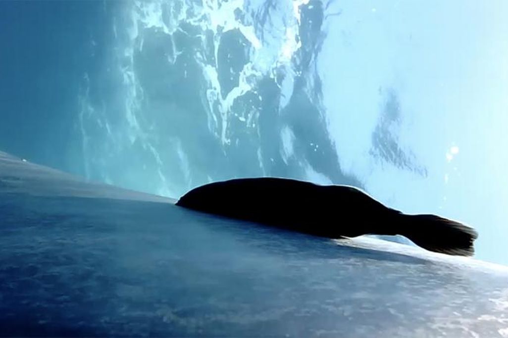 A remora attached to the skin of a blue whale. Waves at the water's surface are seen from beneath.