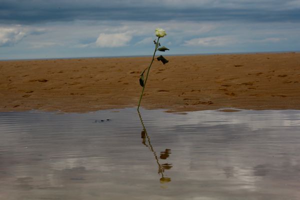 A Rose on Omaha Beach thumbnail