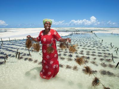 A seaweed farmer in Tanzania shows off her crop.