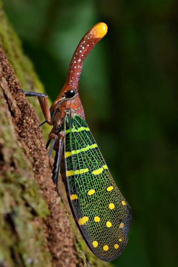 Lantern Fly of Borneo thumbnail