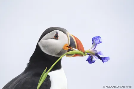 2015 Grand Prize Winner Atlantic Puffin with Wild Iris, by Megan Lorenz, Elliston, Newfoundland, Canada. "Perched precariously on the edge of a cliff trying desperately to overcome my fear of heights,' says Megan Lorenz, Etobicoke, Ontario, Canada, "I watched this Atlantic Puffin pull a Wild Iris from the ground and walk along the cliff toward me. He stopped for a moment and I had enough time to capture him with the blue sky in the background before he dropped the Iris over the side where his mate was waiting at the burrow entrance."
