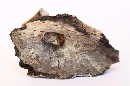 The charred shoulder blade of a young adult who was cremated in northern Israel some 9,000 years ago. The bone contains the embedded point of a flint projectile.
