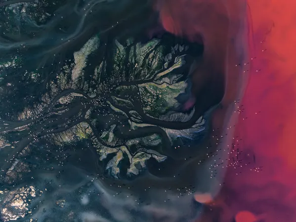 Tree-of-life thumbnail