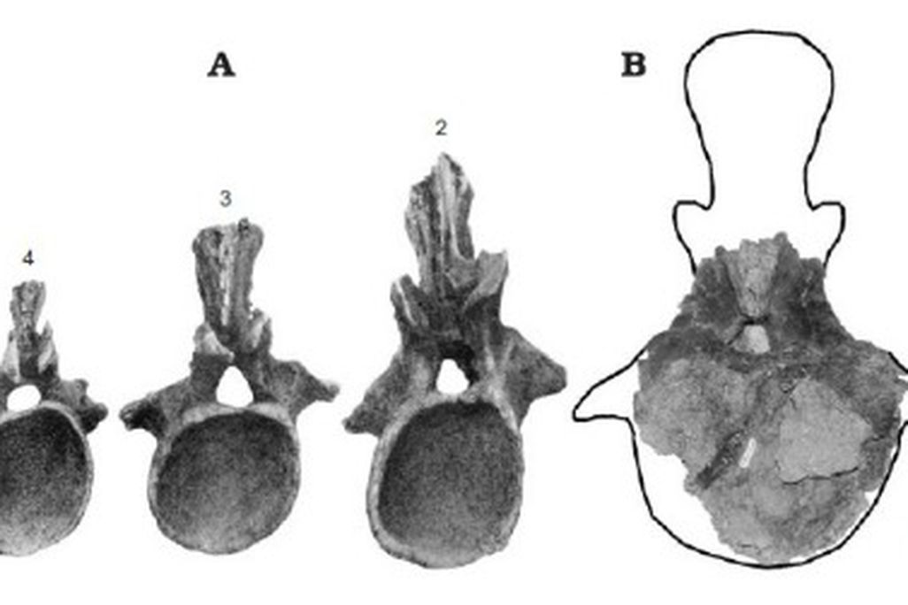 Tail vertebrae