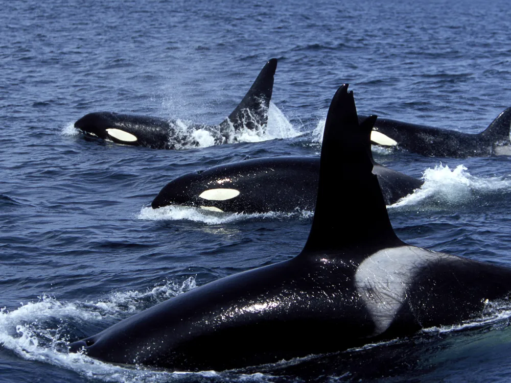 a pod of four orcas swims, their backs, heads and fins visible from above the surface of the water