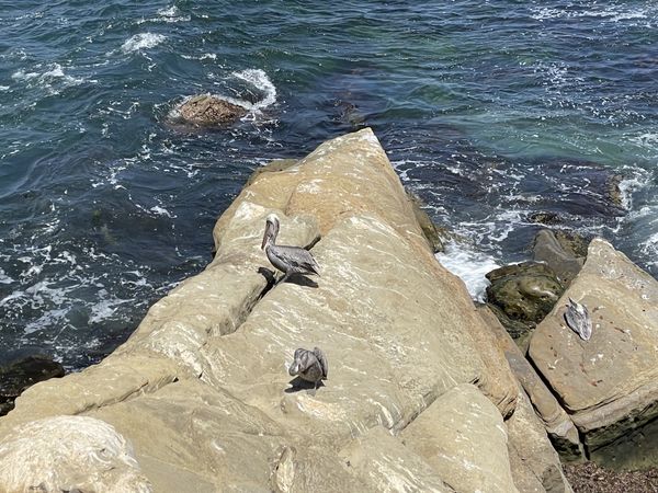 Pelicans on Boulders thumbnail