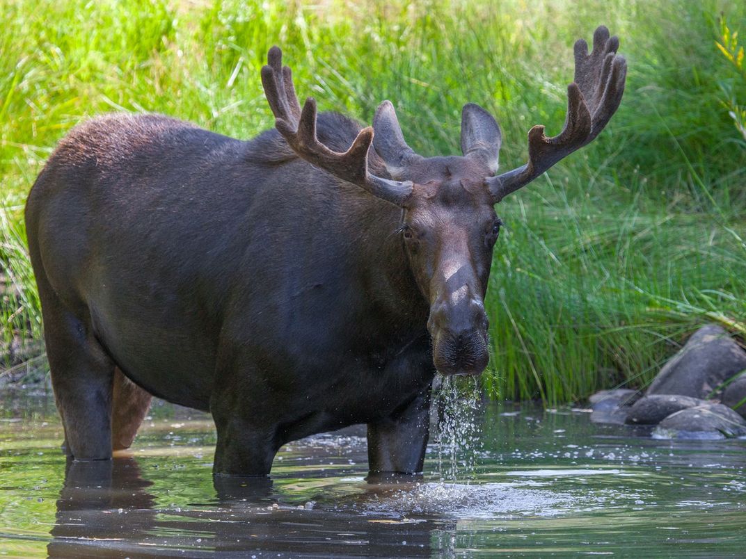 Moose Wades Through a Stream