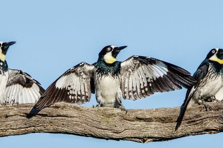 Three black and white acorn woodpeckers perched on a branch with wings spread.