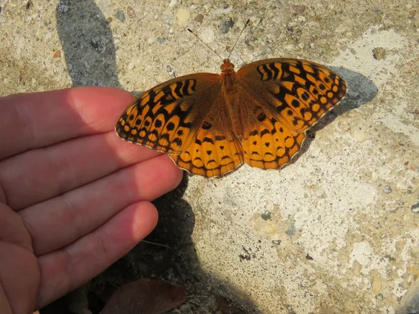 Connecting with a butterfly thumbnail