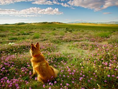 A dog sitting in a field of wildflowers in California's Anza Borrego Desert State Park.