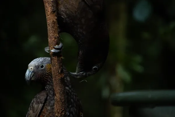 A Curious Pair Of Kaka thumbnail