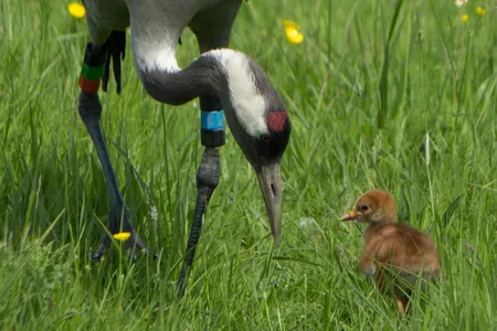 One of the two chicks hatched at Slimbridge