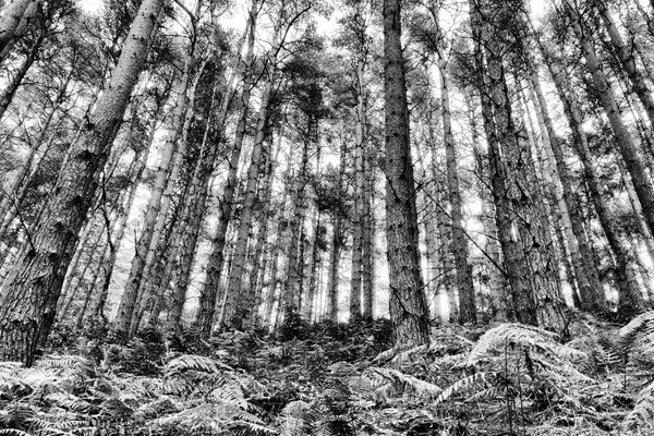 A Wall of Towering Pines thumbnail