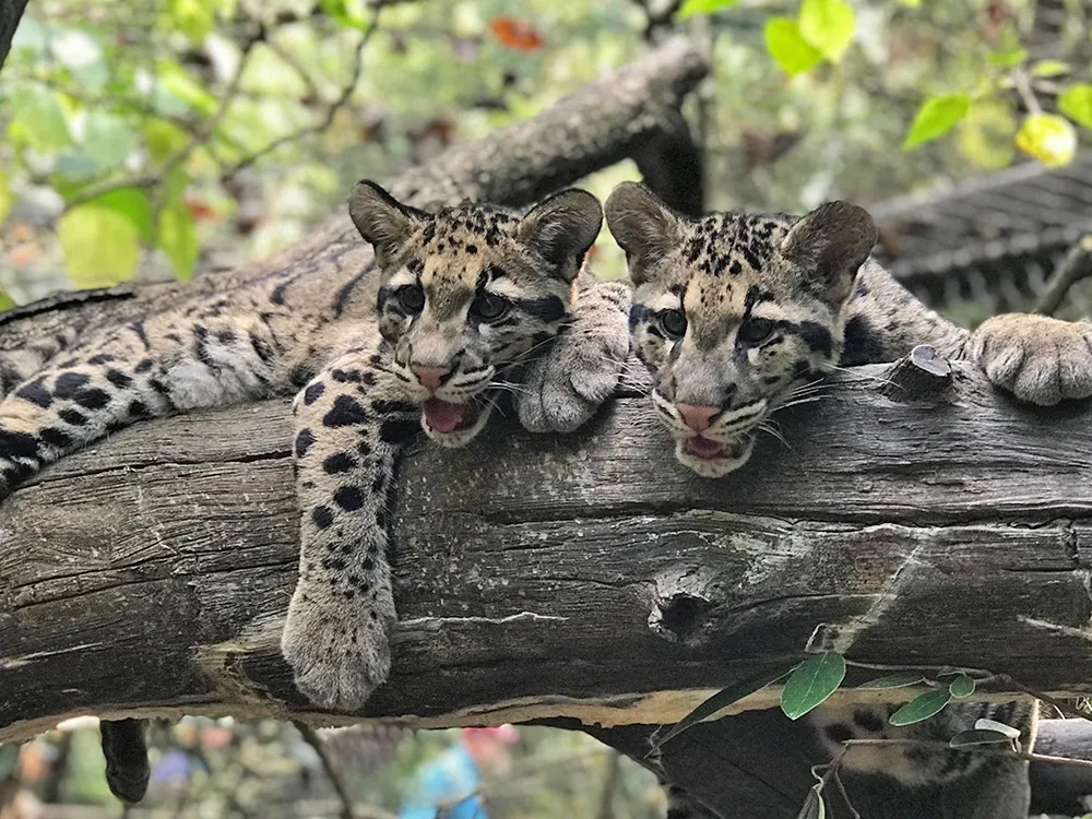 Clouded leopard cubs Jilian and Paitoon made their debut at the Smithsonian's National Zoo in September 2019.