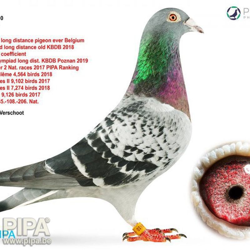 Phylogeography Of The Iconic Australian Red tailed 44 OFF