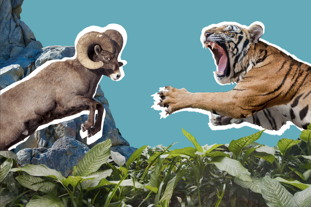 A digital collage with a charging ram, cliff, jungle foliage and a leaping tiger