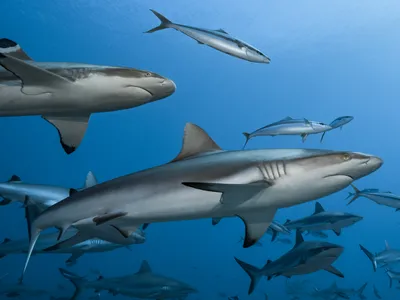 A group of grey reef sharks and blacktip reef sharks at La Vall&eacute;e Blanche in French Polynesia in 2018.