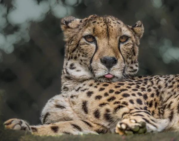 Sleepy Cheetah thumbnail