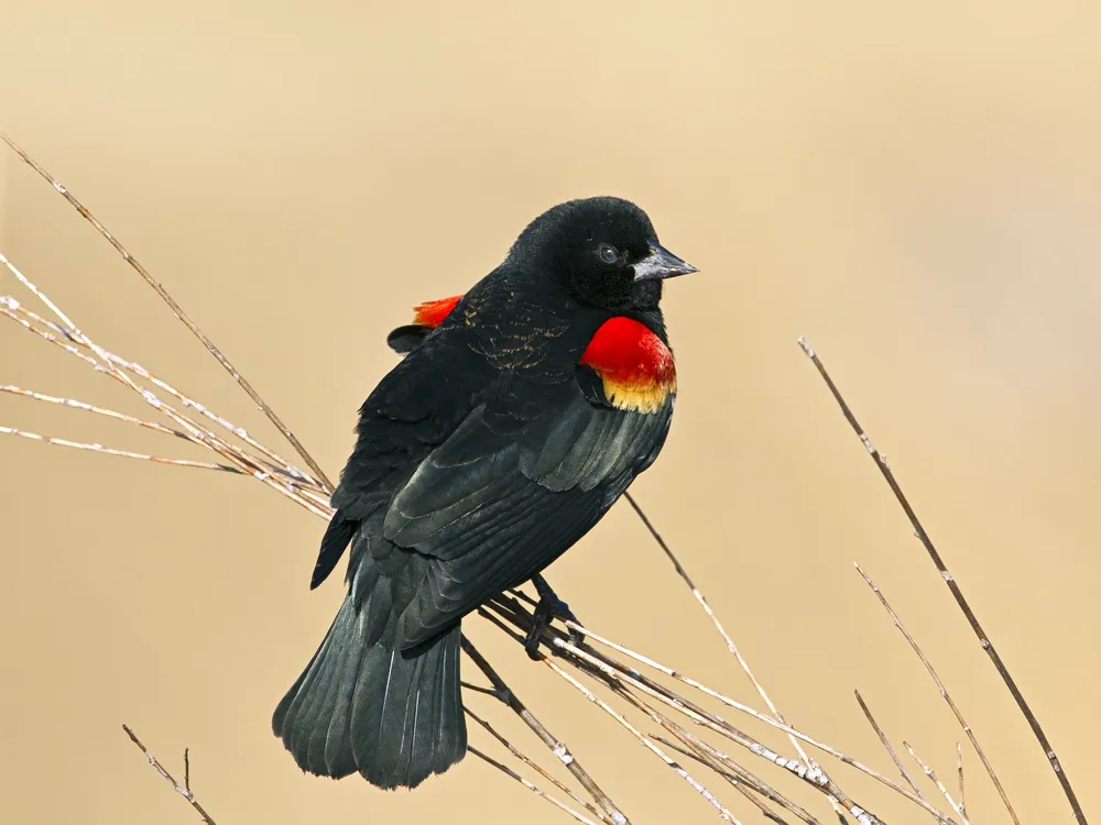 Drab Female Birds Were Once As Flashy As Their Male Mates