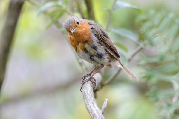 Inquisitive Robin thumbnail