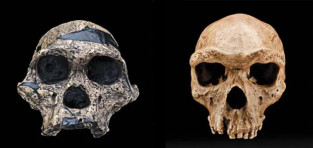 Human origins