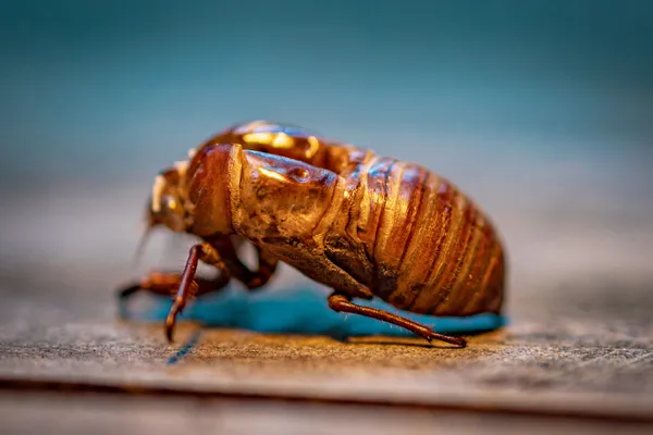 Cicada shell and its texture thumbnail