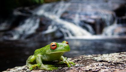 Connected Forests Favor More Diverse, Disease-Preventing Microbes