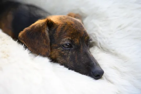 The highly contagious virus is airborne and can spread through contaminated surfaces like kennels and leashes.