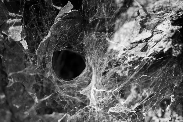 Funnel Web thumbnail