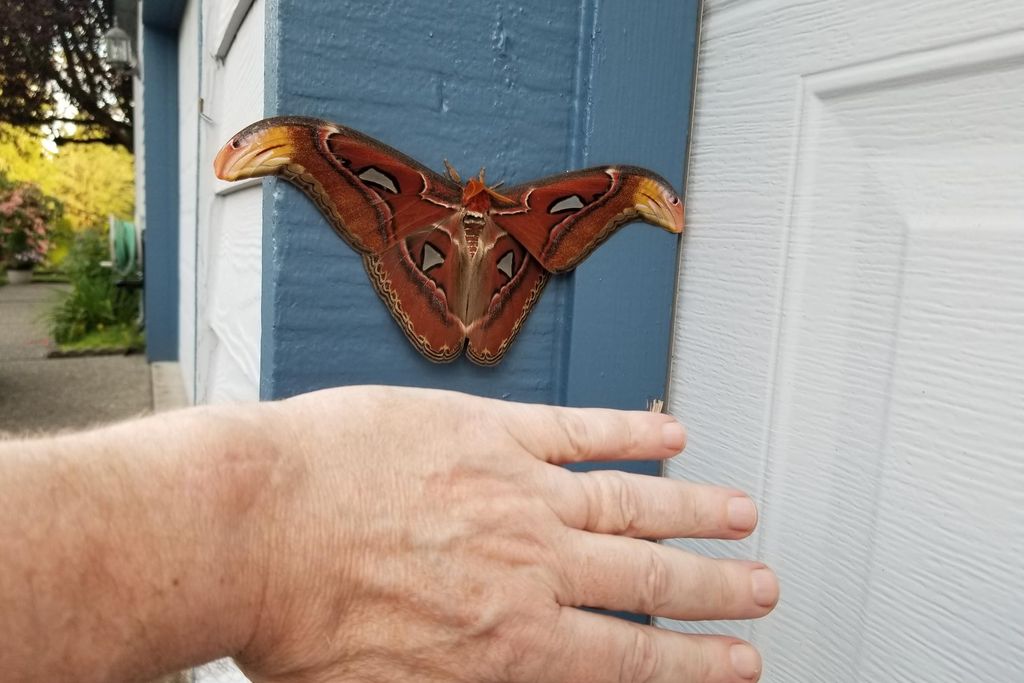 Atlas moth in Bellevue shown to be the size of a human hand