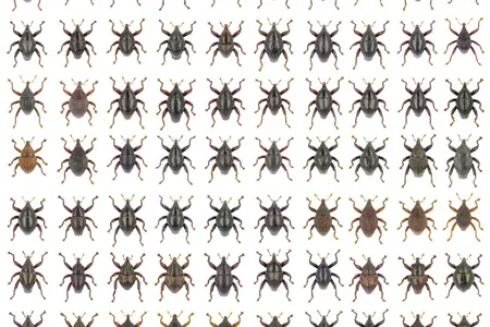 Previously, the only known member of the genus spotted on Sulawesi was T. fulvicornis, a species described in 1885. 

