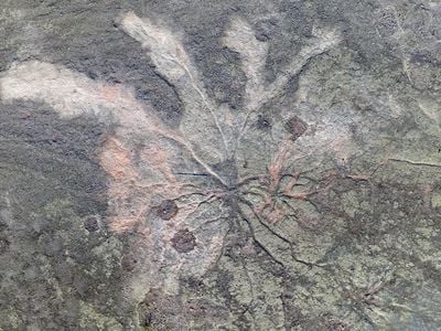 An aerial view of a fossil of Archaeopteris, a 385-million-year-old tree with surprisingly modern-looking roots.