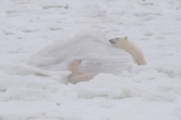 Polar bear sow and cub peering at each other around a block of ice thumbnail