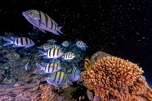 Synchronized Sustenance thumbnail