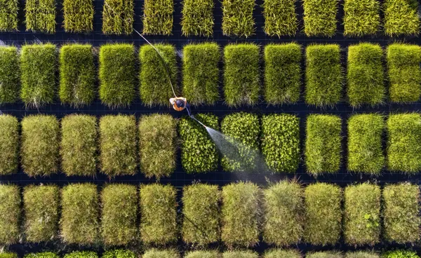 New Zealand native plants in nursery thumbnail